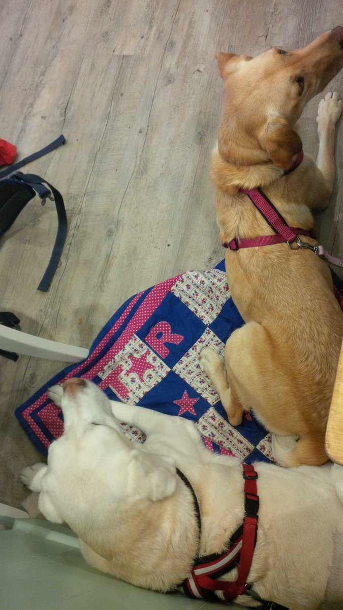 staratiara's tweet image. With my bestie @ourChloePup having lunch at #JohnsofInstow