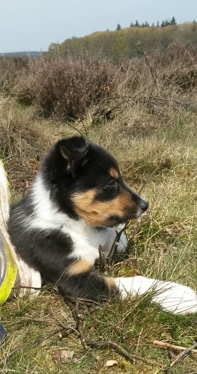 Aussie STAN (@heidert72) on Twitter photo 