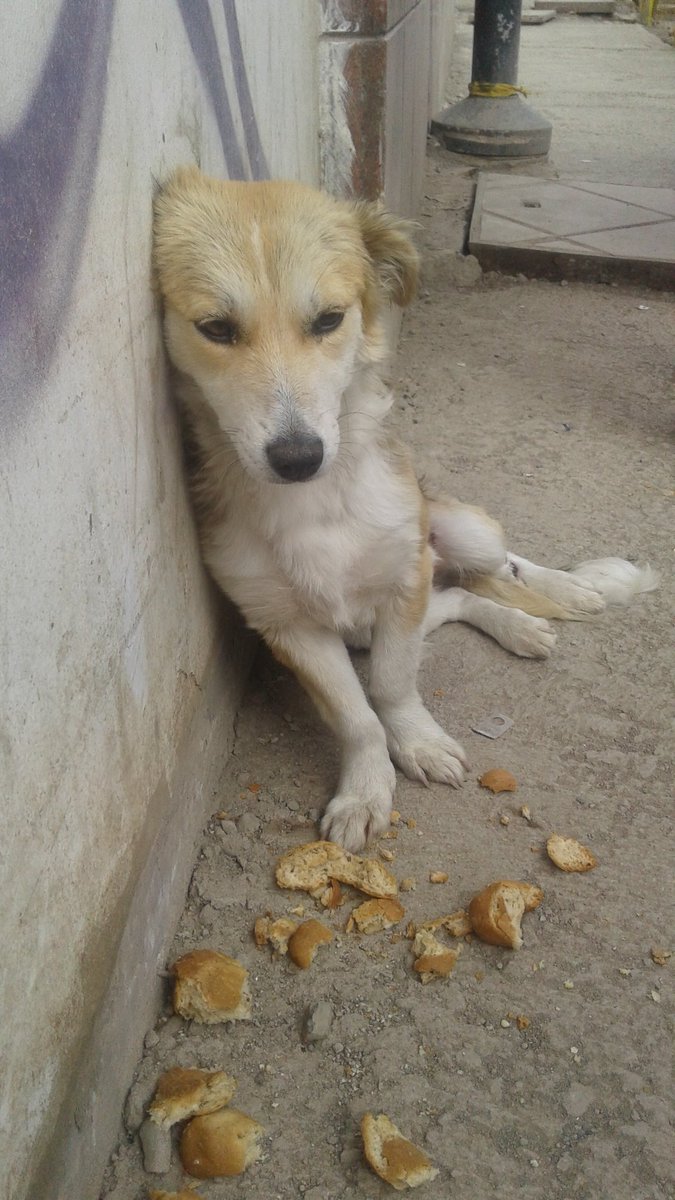 Un hogar temporal y padrinos para esta perrita está en celo!!  <a href="/AVAstudillo/">Alberto Astudillo B.</a> <a href="/RescatAnimalCue/">RescateAnimal_Cuenca</a> @FundacionARCA