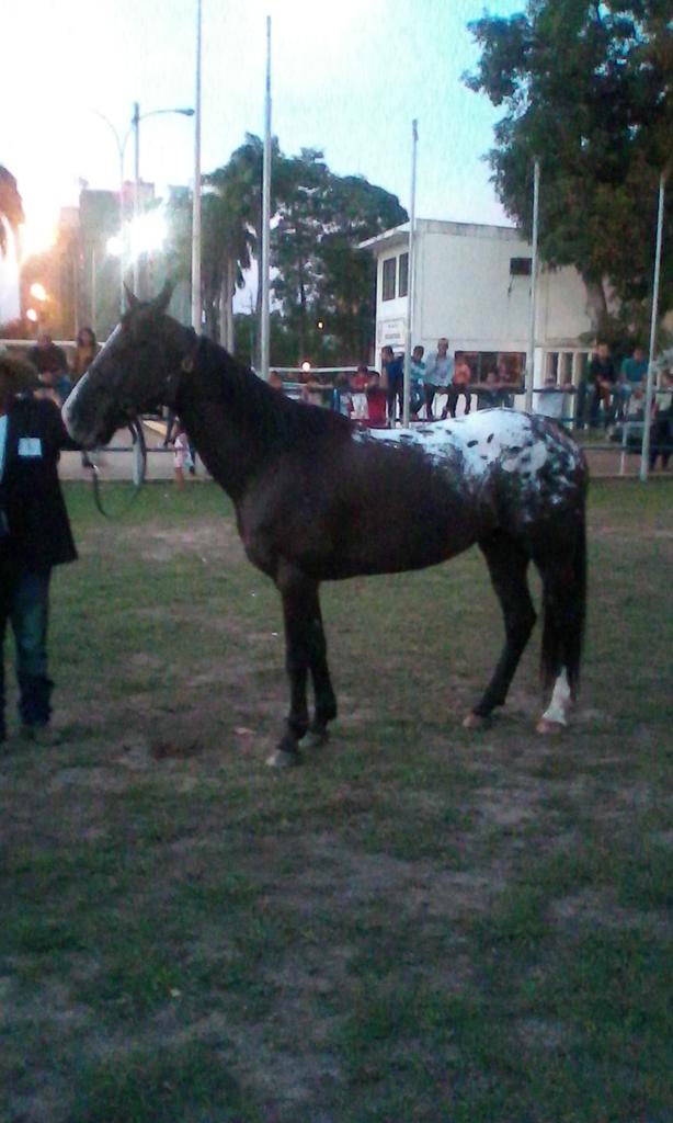 jennyenlared's tweet photo. Esta bella yegua raza apalusa fue la campeona en la |V Feria de Confagan y hoy @figueraluis conversará de ello https://t.co/pfUFGkJnqQ