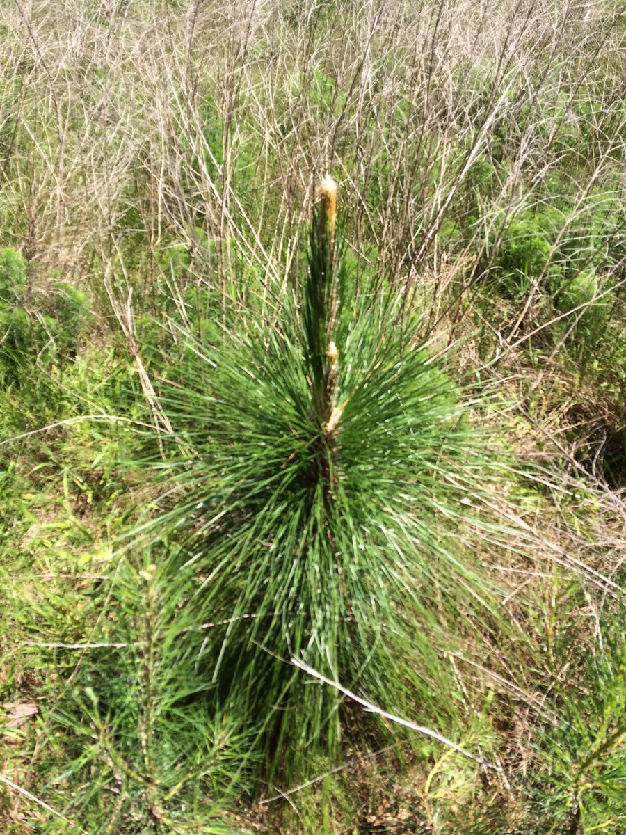 travljohn's tweet photo. Planted 100 long leaf pines  at Raven Rock SP 5 yrs ago. They are finally growing up.  @NCparks @NCFSP @FRARO_NC https://t.co/IXkNFpKXIr