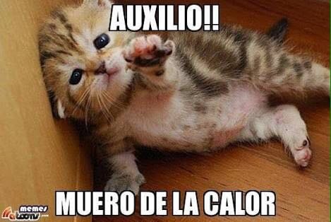 LOS40 México® в X: „Agua por favor, muero de calor. #Viral40  https://t.co/gyD5yVQ5yM“ / X