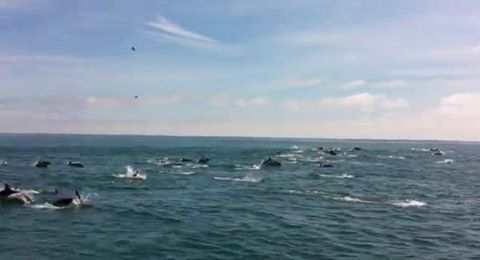 TIS_English's tweet photo. This photo was taken in May 2014 of a "superpod" of 800 dolphins just off Berry Head in Brixham, WOW!!! https://t.co/wijm95W2E7