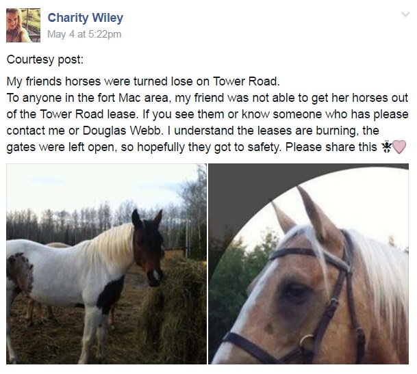 canadashorses's tweet photo. ALBERTA: These #horses have been found and reunited with their families 💕 So happy! #FortMacFire #YMMHelps #YMMFire https://t.co/BpqrH6h1Cw