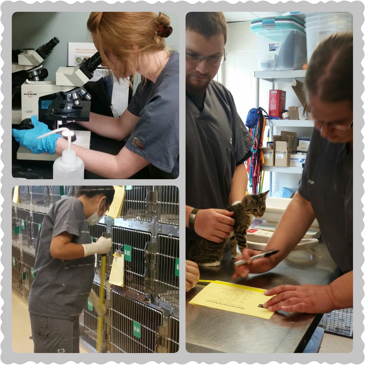 goALTC's tweet photo. Our Vet Assisting students showing off their skills. #CareerInAYear #goALTC #PetResourceCenter https://t.co/lYm7uNwSH1