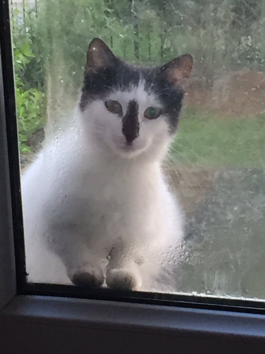 Akşamki maçı 'camda mama bekleyen kedi' hevesiyle bekliyoruz!! Kendisi takım maskotu adaylarımızdan 'Maske The Cat'