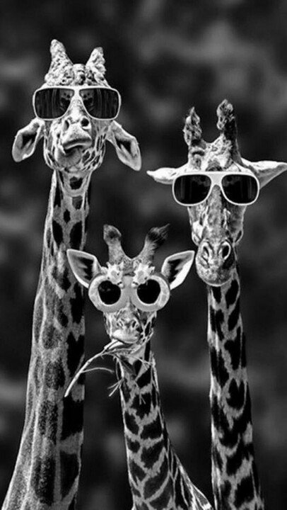 ChrysosPrincess's tweet image. Giraffes are weird.