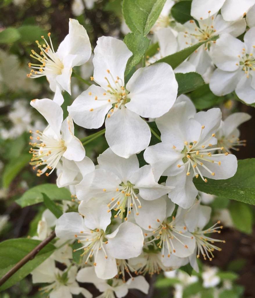 InglenookCreate's tweet photo. Crabapple #itsaspringthing #fullframefloral 
#DIYlancaster #lancasterpa #lancasterco #lanc… https://t.co/k5159aJuhZ https://t.co/QqeY2kmWPS
