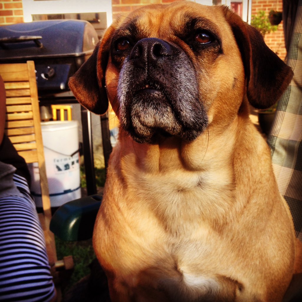 Bella soaking up sun ! #puglife #pug #puggle #beagle