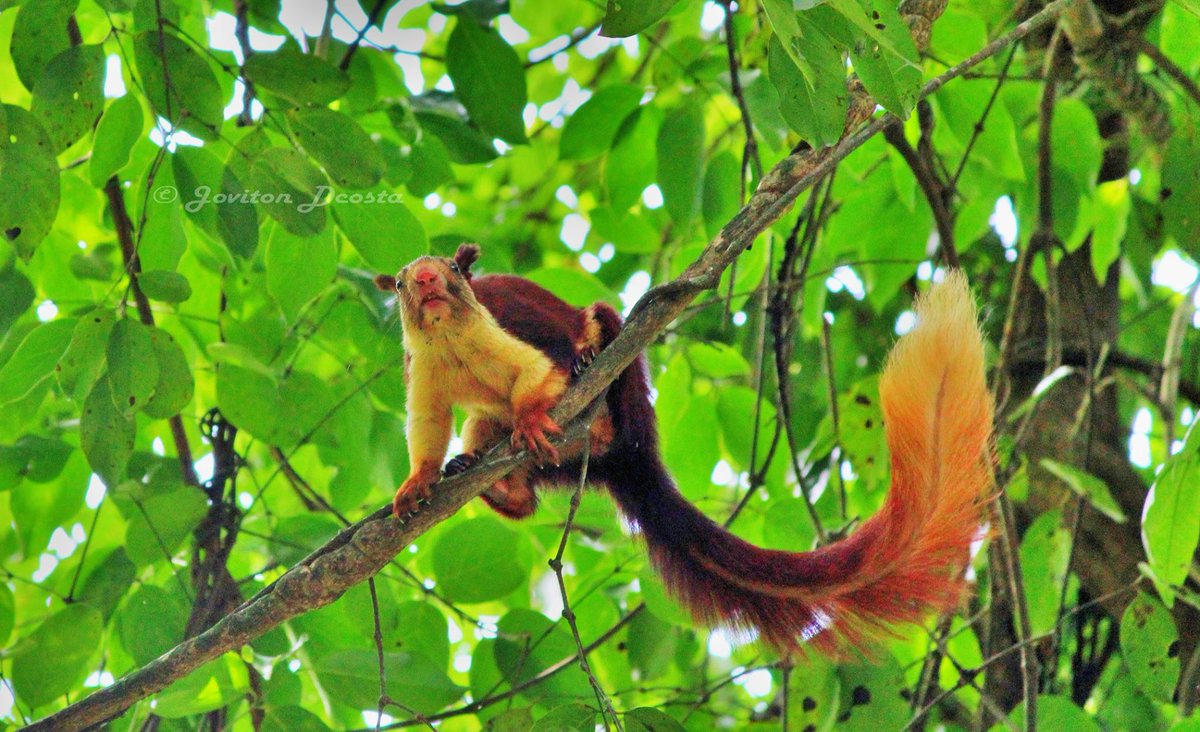 Indian giant squirrel- Please fund my dream Project to save the Goa wildlife ketto.org/WildlifeGoa Plz Re-twitt