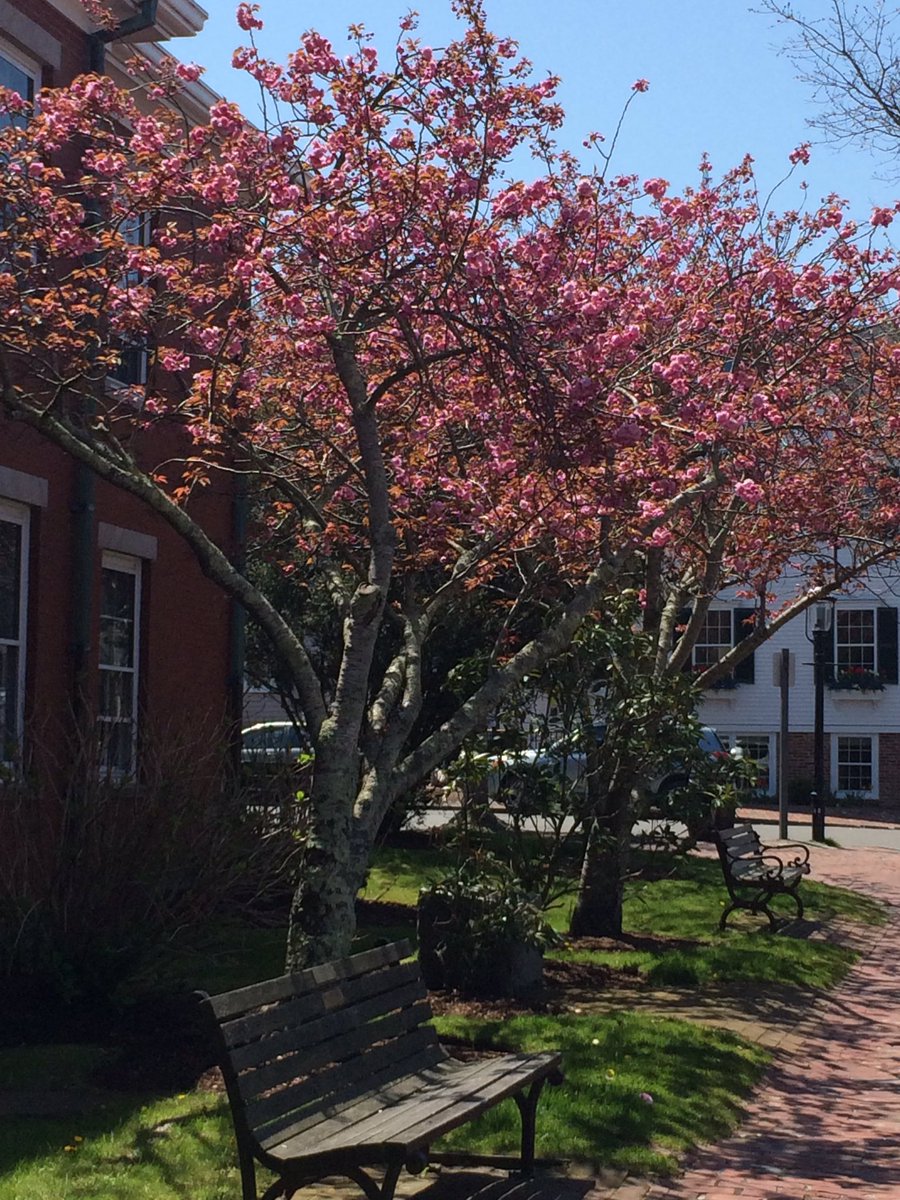 GibsonLibby's tweet photo. @TownofNantucket Love when these cherry trees are in bloom! #ackspring https://t.co/M8YrLHIW88