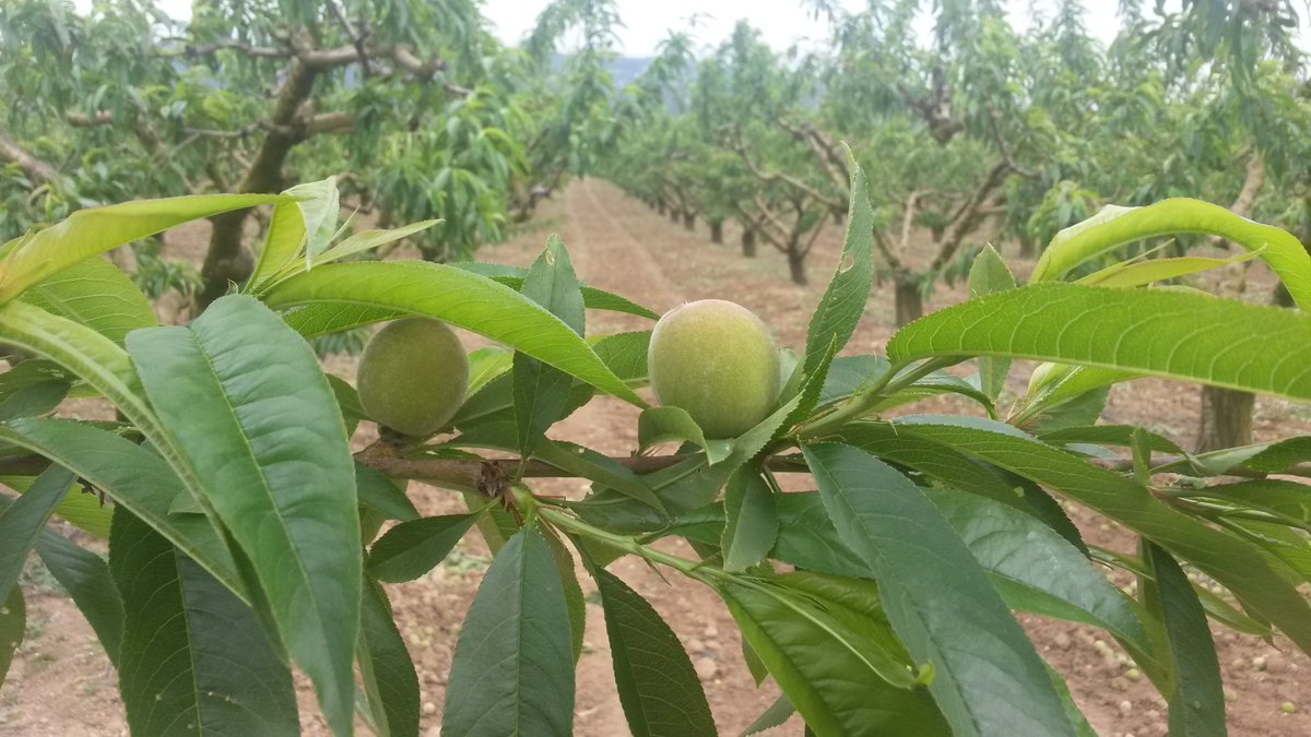 Ja han tret el cap! Ben aviat, a les vostres taules! #pressecdordal #subirats #penedes