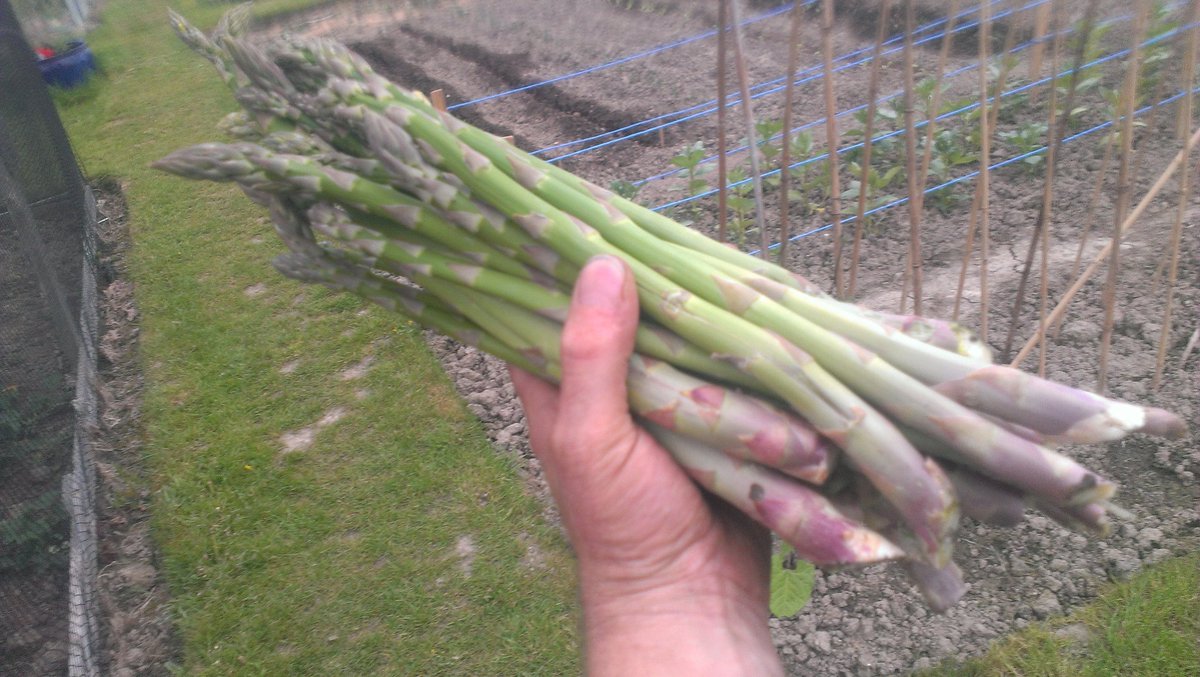 graham111's tweet photo. The asparagus is coming up thick and strong now, another bunch tonight, may have to experiment with freezing it. https://t.co/Z0LeiRwaog