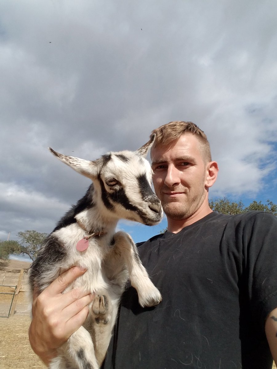 FibertonAcres's tweet image. @vicariousranch helping out with this cray bottle baby. #goatselfie #hardworkmadeeasy