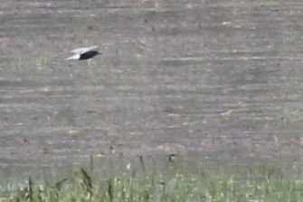 ellisethanfox's tweet photo. The group of 13! Black Terns on the patch on Sunday! #PWC16 https://t.co/TTrknDpUoY