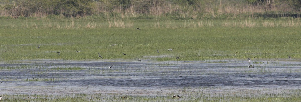 ellisethanfox's tweet photo. The group of 13! Black Terns on the patch on Sunday! #PWC16 https://t.co/TTrknDpUoY
