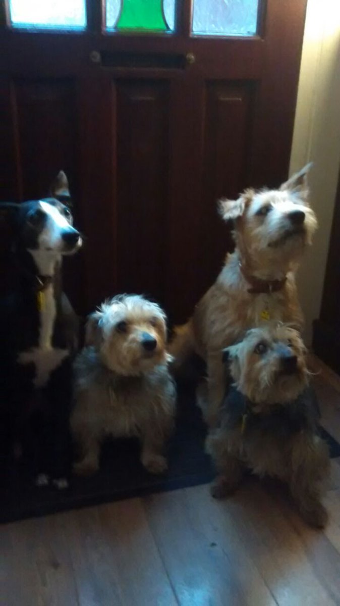chiddy2913's tweet photo. #petmagicmoments smile for the camera https://t.co/RT9YJNEwYz