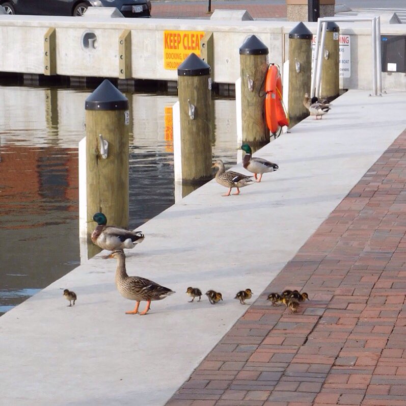 ChesInspired's tweet photo. Momma duck and her babies are enjoying the new #Annapolis city dock https://t.co/OzPadNutnG