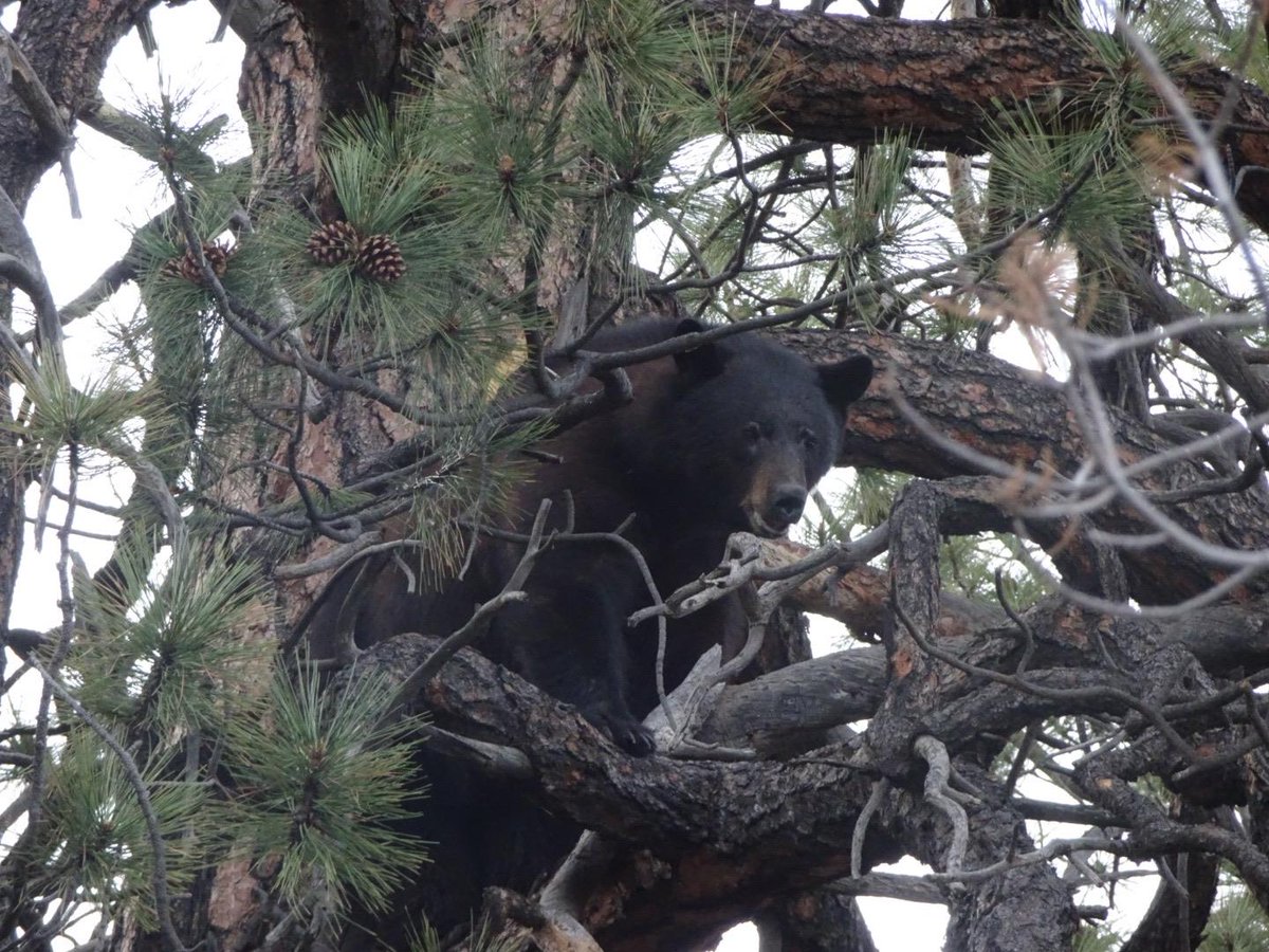 PointhunterCEO's tweet photo. Did you get a bear tag this year? Brent Harwood shared this picture.
#gotmytag #drawresults #pointhunter #blackbear https://t.co/qcql8tAmU3