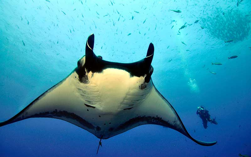 PlanetarioPlaya's tweet photo. La #MantarrayaGigante alcanza dimensiones de hasta 9 metros de ancho. https://t.co/bFwOlpw4zD