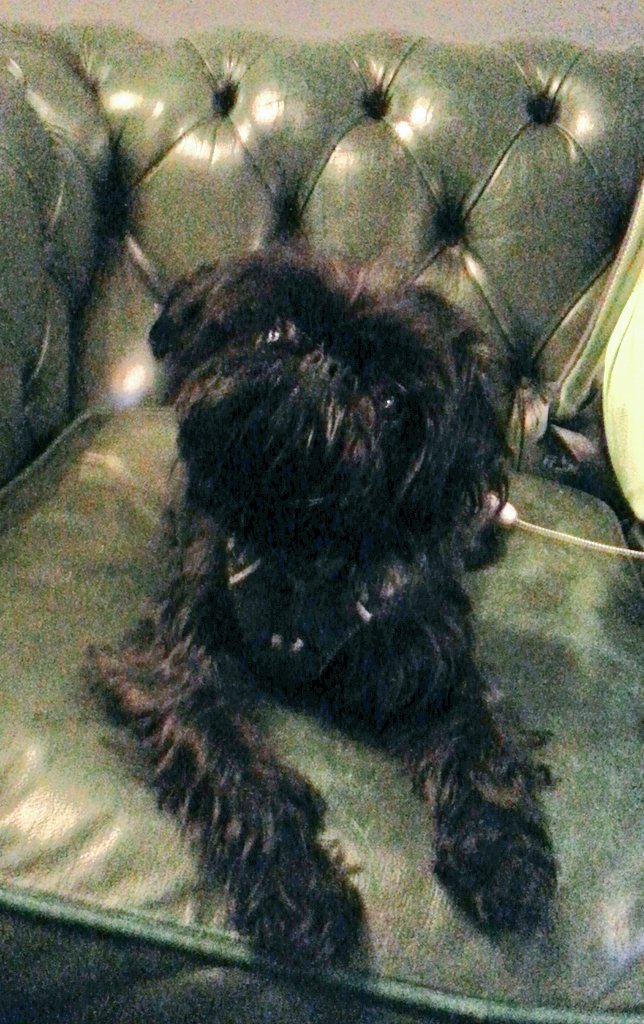 Ljay2000s's tweet photo. Sprout having a P-Funk day at @hornofplentypub @george_clinton (Not just) Knee deep in booze #atomicdog https://t.co/nsZOAMau7Z