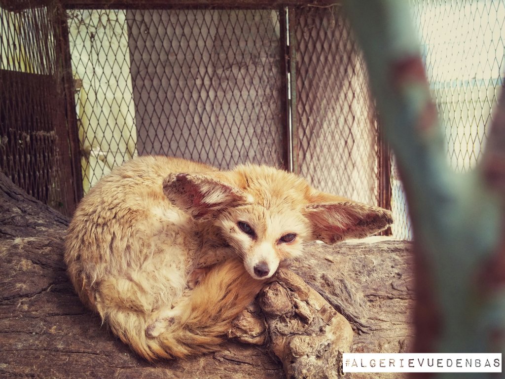 ALGvuedenbas's tweet photo. A fennec bored to death,lonely and cramped. The sad reality of zoos.
[Ruisseau des singes #Blida] #algerievuedenbas https://t.co/DgJcN6VPL4