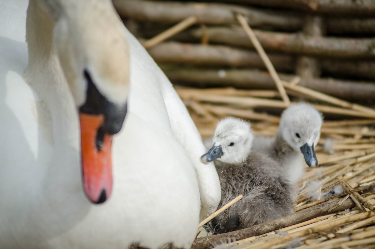 DorsetEchoTom's tweet photo. The team at @DorsetSwannery have their first cygnets of the year. Take a look! #DorsetHour https://t.co/yIY0kbVnCN https://t.co/Sdi5e1kdA0