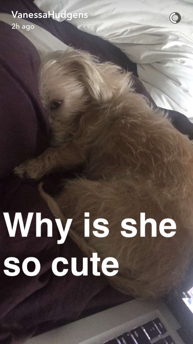 natalee_jc's tweet photo. @VanessaHudgens and I have the same dog and it freaks me out every time I see her snap chat https://t.co/vIMNxpudKe