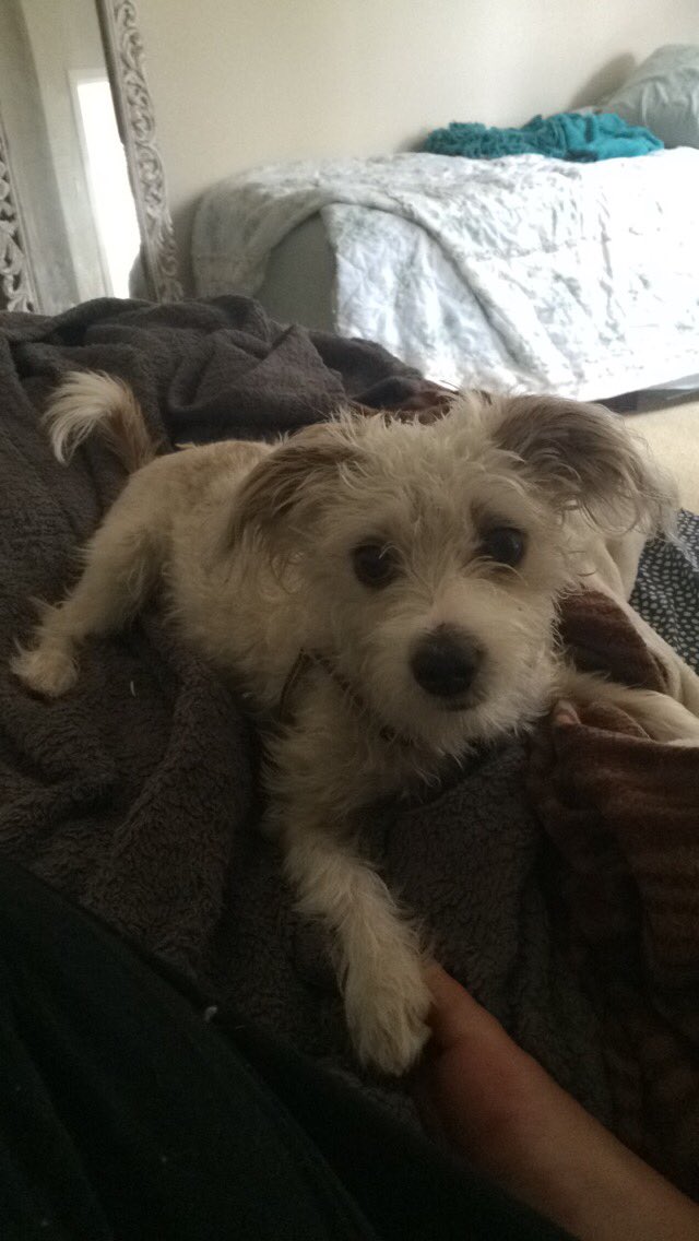 natalee_jc's tweet photo. @VanessaHudgens and I have the same dog and it freaks me out every time I see her snap chat https://t.co/vIMNxpudKe