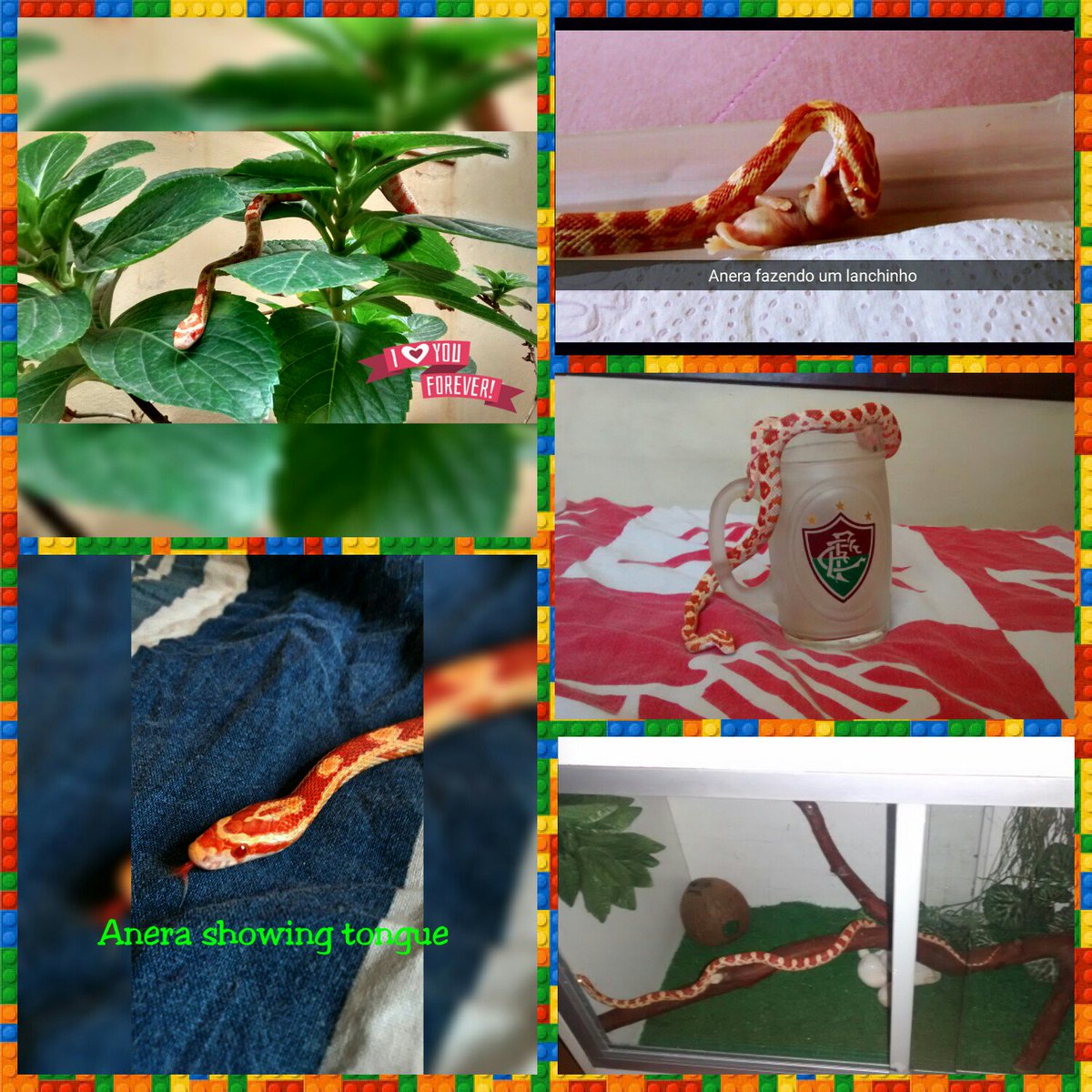 CoolEinsteinn's tweet photo. #anera #snake #corn #cornsnake #Mybaby 🐍💕💕 https://t.co/RBuNfEbEtO