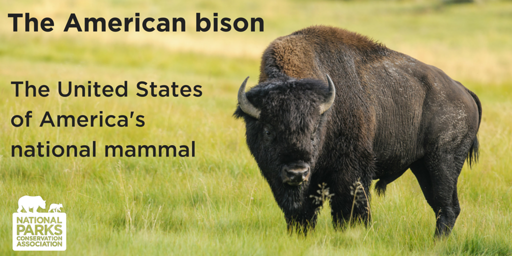 NPCA's tweet photo. BREAKING: The American bison is USA's official national mammal. :) https://t.co/dKN7t561sa