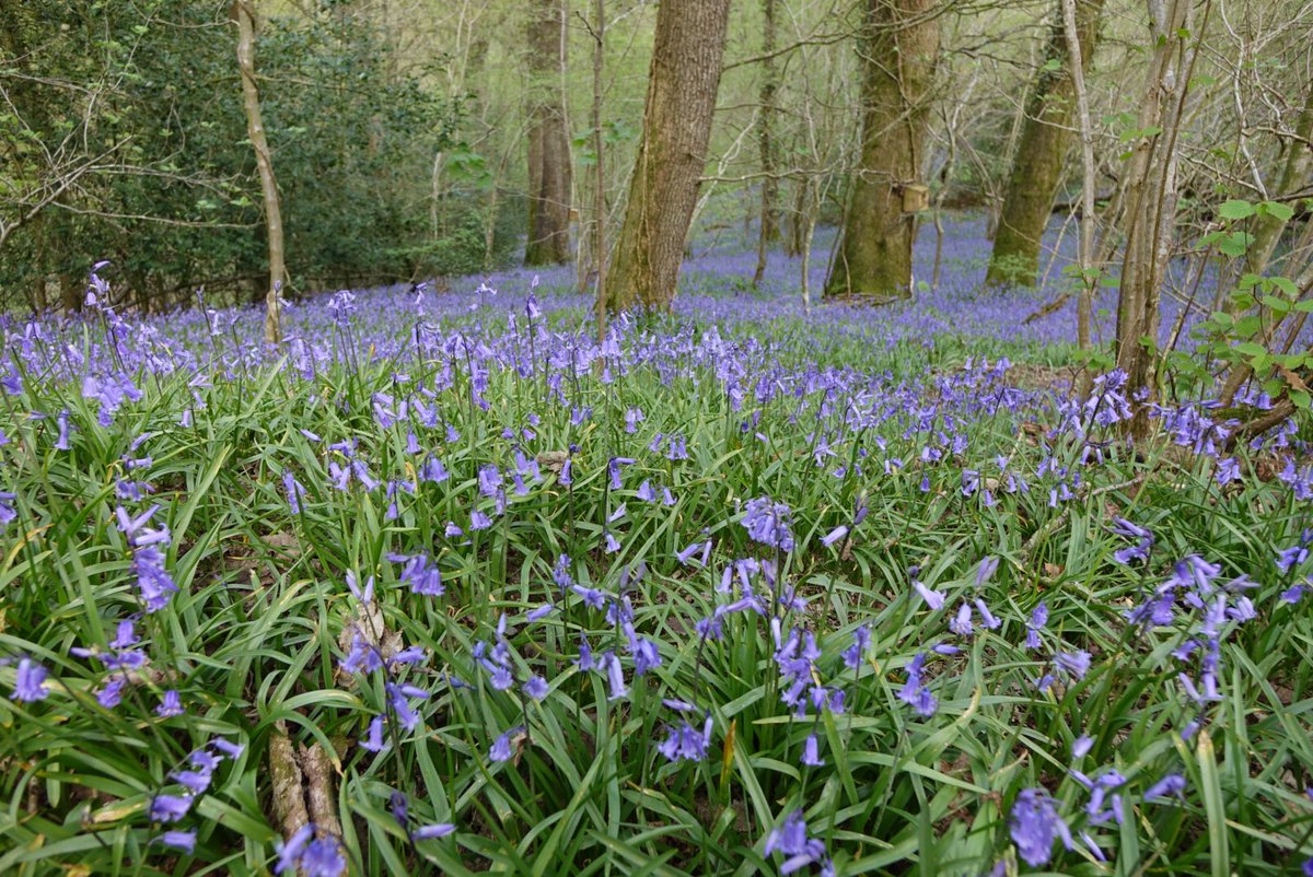 SAEvans66's tweet photo. Beautiful day at Coed Pendugwm today #bluebells #Pontrobert #Llanfihangel #Powys @MontWildlife @DerekTheWeather https://t.co/Rf9z6WEXW4