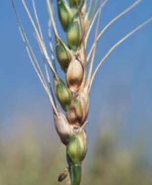 FarmersAdviser's tweet photo. High risk for fusarium head blight in Indiana. https://t.co/3IfCloX18H https://t.co/ZLnA4pZvZY