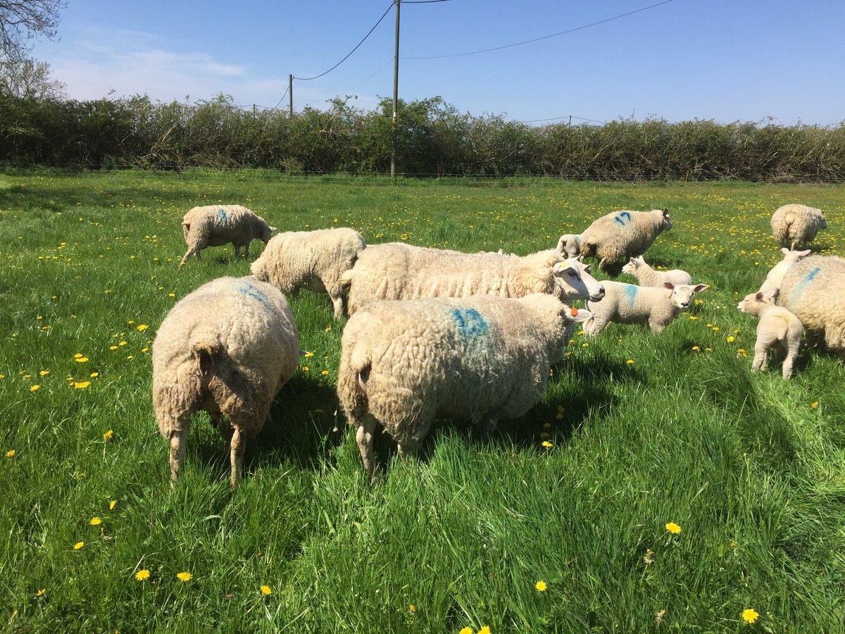 DavidLincolnred's tweet photo. Moved on to fresh ground today #Sheep365 https://t.co/Em9TBQqUin