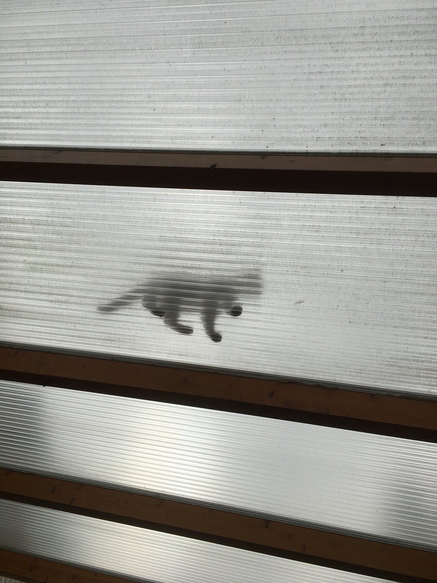 NeoIlvy's tweet photo. Ich werde beobachtet... Entweder ist mein Kater ein Spion, oder aber ein übernatürliches Wesen. Jemand Ratschläge? https://t.co/VJtX2US9qH