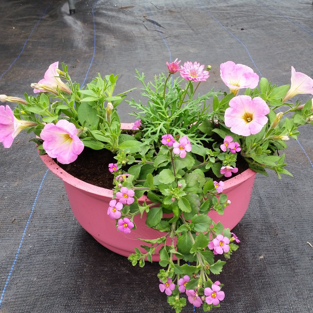 finsgarden's tweet photo. Pretty in pink. #garden #flower #pots #buttacup #pink #pretty #ireland #retweet #gardening #Flowers https://t.co/w3VcNhFwia
