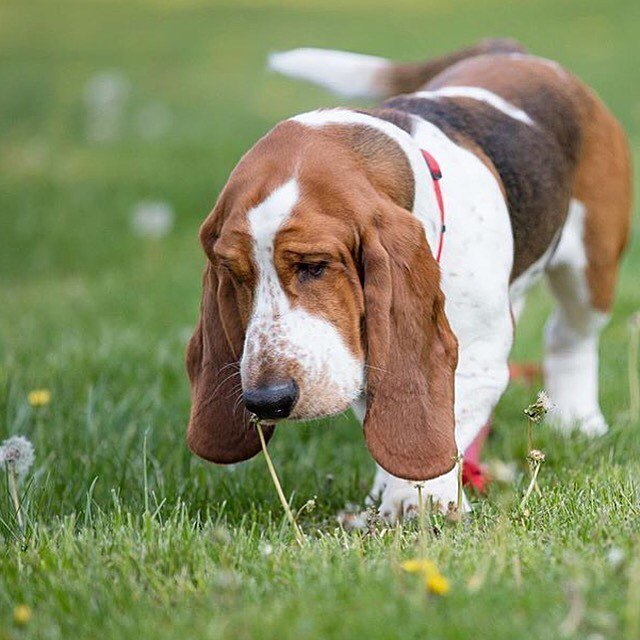 basset design works ( bassetdesign) Twitter