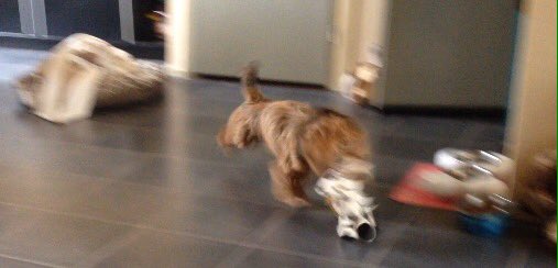 Scamp_on_Twitta's tweet photo. A long '#RunFromHell' this evening. Round 1 (and 2 together).. https://t.co/1OD8goD4A5 https://t.co/tNE6PsOxo7