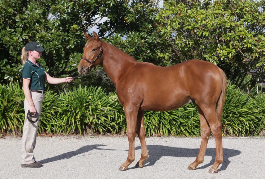 ChrissyBambry's tweet photo. Dont miss this cracking #BachelorDuke Colt today #Lot237 @CurraghmoreNZ @KarakaChat #BarnG https://t.co/RnGIO3odPs