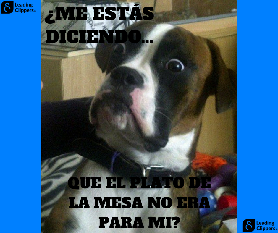 ClippersLeading's tweet photo. #HUMOR #MEME #LeadingClippers #PETS #BuenLunes https://t.co/0IzgHfz7on