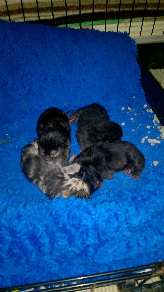 VikDemonstrator's tweet image. Woo!