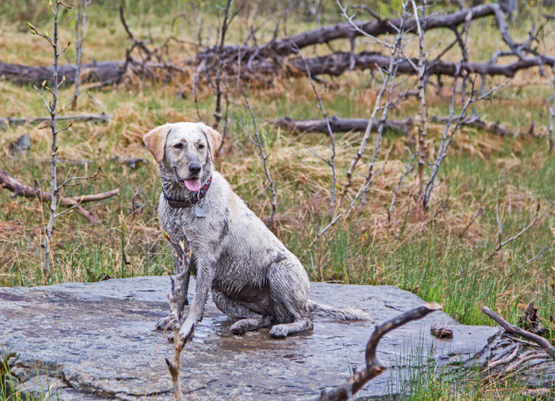 Alberta Guide Dogs tweet media