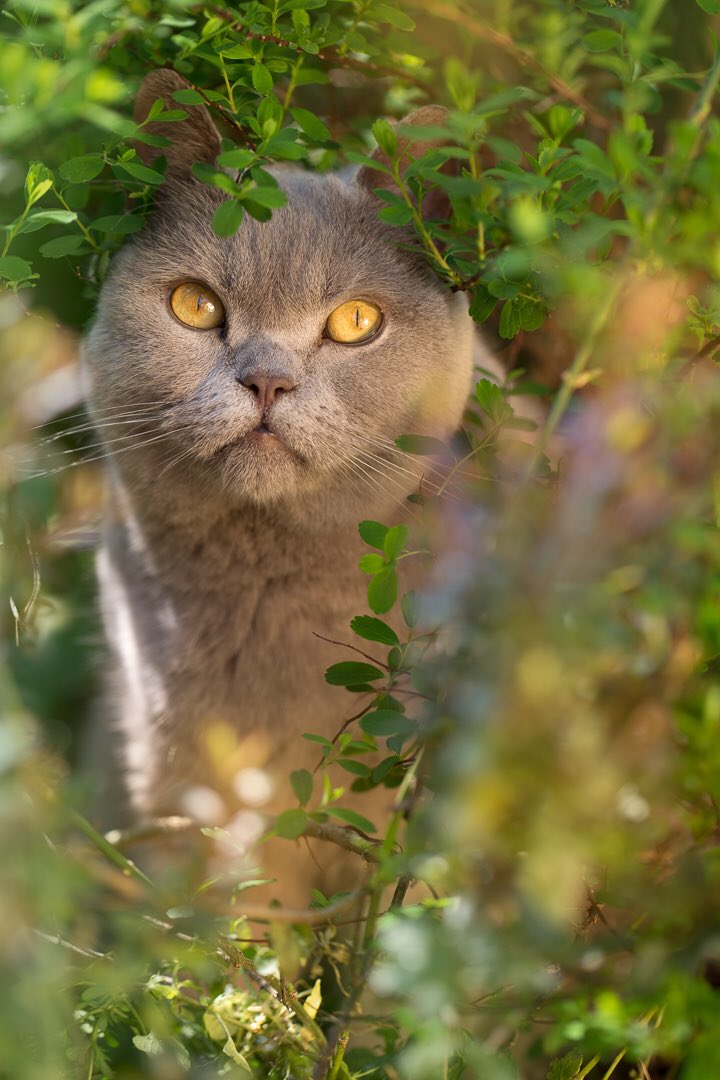 Oldfolky2's tweet photo. @YourCatmagazine Here is Teddy my lilac British shorthair, he loves the sunshine! https://t.co/QgamMgZ7M7
