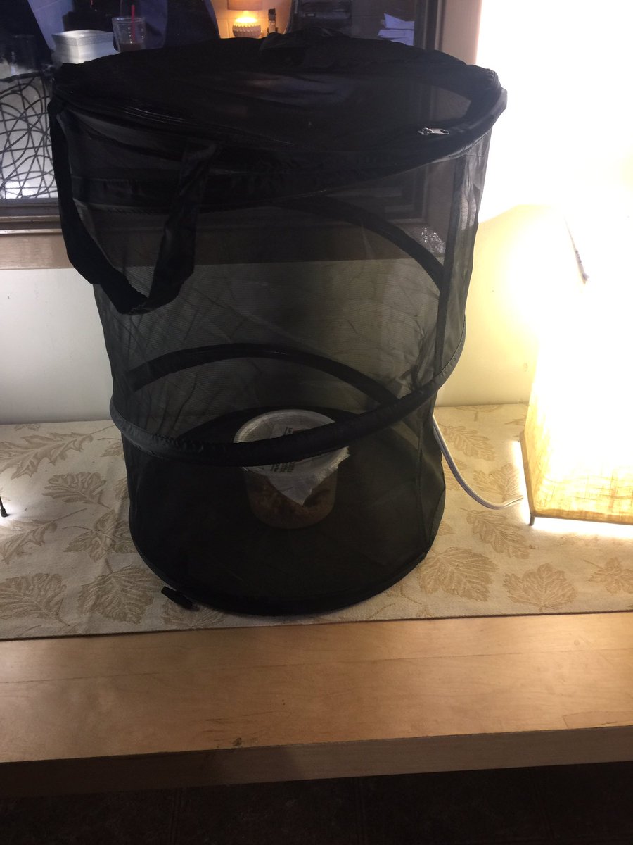 TennerAshley's tweet photo. Our caterpillars are making a chrysalis #butterflycycle #lifeofabutterfly @ChildCareYMCA  @kidsactivities https://t.co/vRdaOWxaAD
