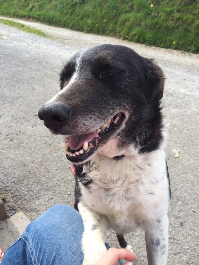 helen_llewelyn's tweet photo. Great welcome home on Friday. #Fflei #sheepdog https://t.co/Ydd4r5WEaG