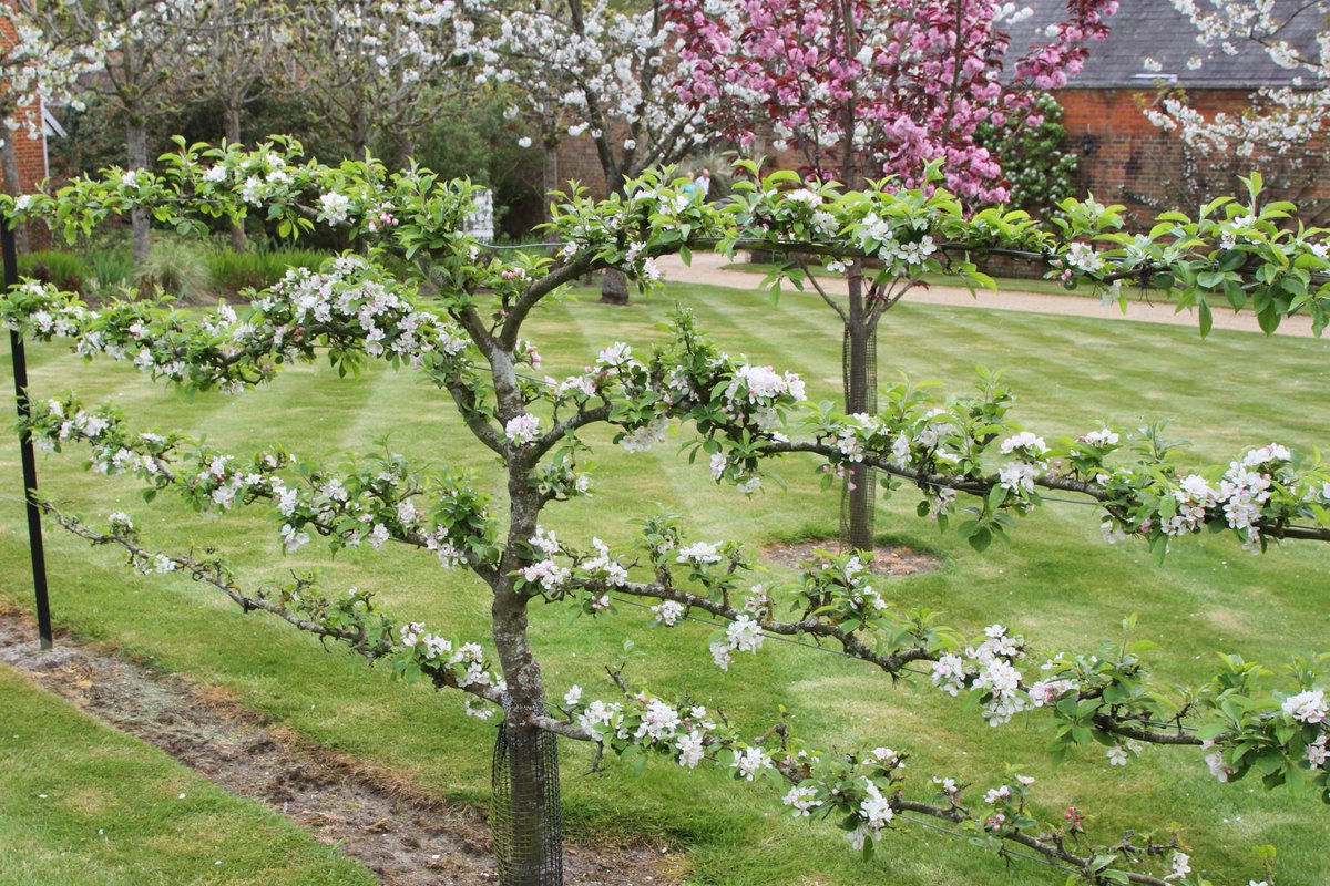 Breathtaking blossom in the kitchen garden @tylneyhall Hampshire, new RHS Partner garden for 2016