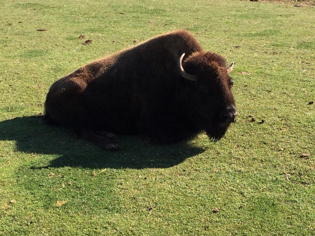 momwithamap's tweet photo. Go visit the new #NationalMammal @Lazy5Ranch  https://t.co/HaZCF0gvyu https://t.co/WzHFuec76e