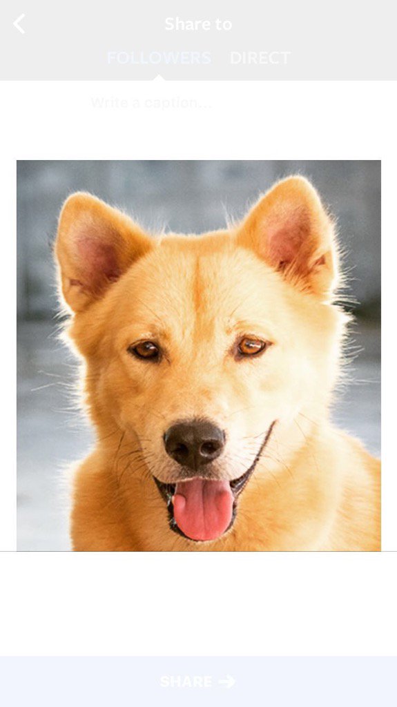Can't wait for this darling dog to join us from <a href="/SoiDogPhuket/">Soi Dog Foundation</a> in August. #foreverhome
