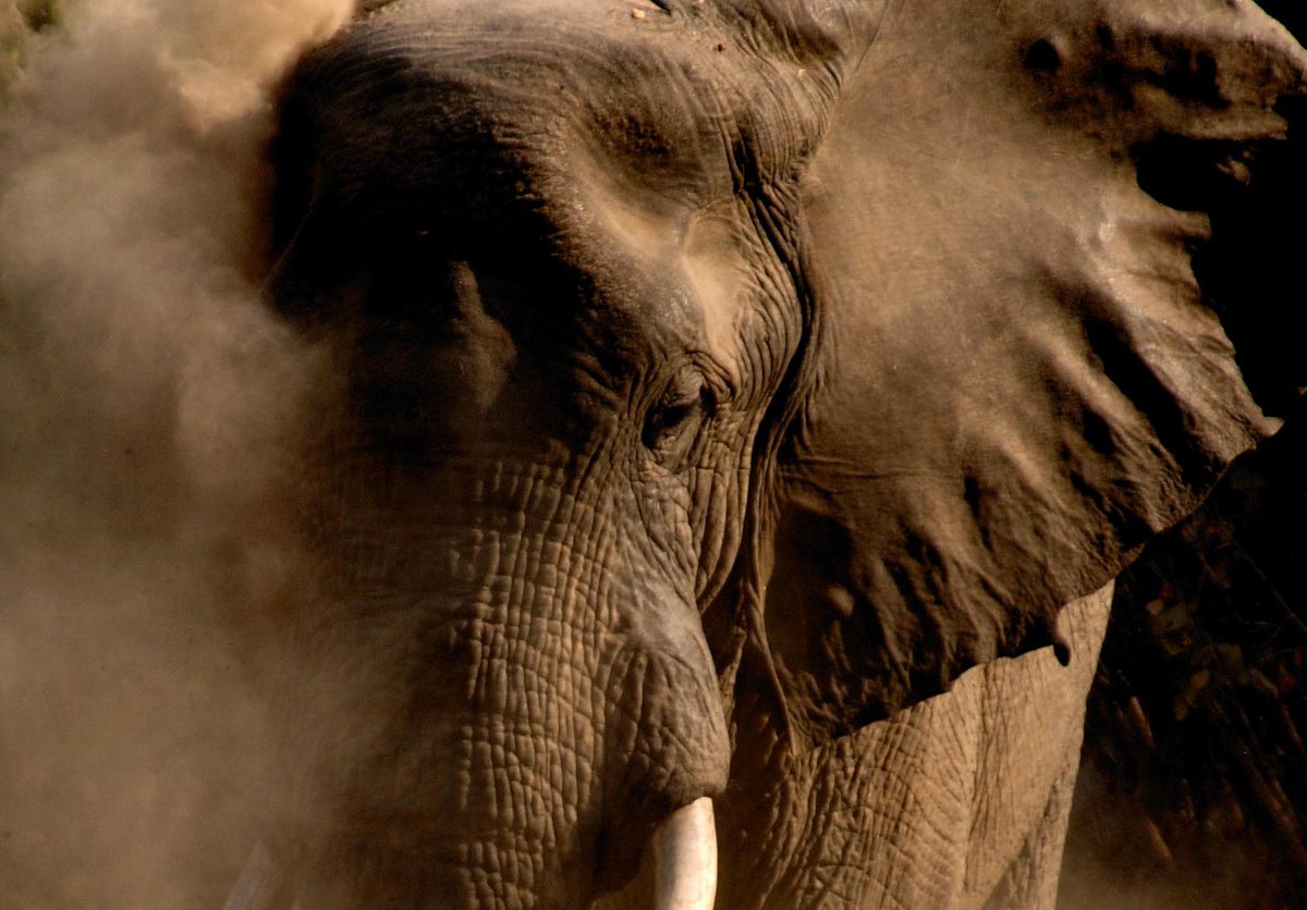 RacingXtinction's tweet photo. If NOTHING changes, 🐘 could be gone in the next 10 yrs. It's time for us to speak up >> https://t.co/BvaoXLJy4L https://t.co/fF7bUj9M1T