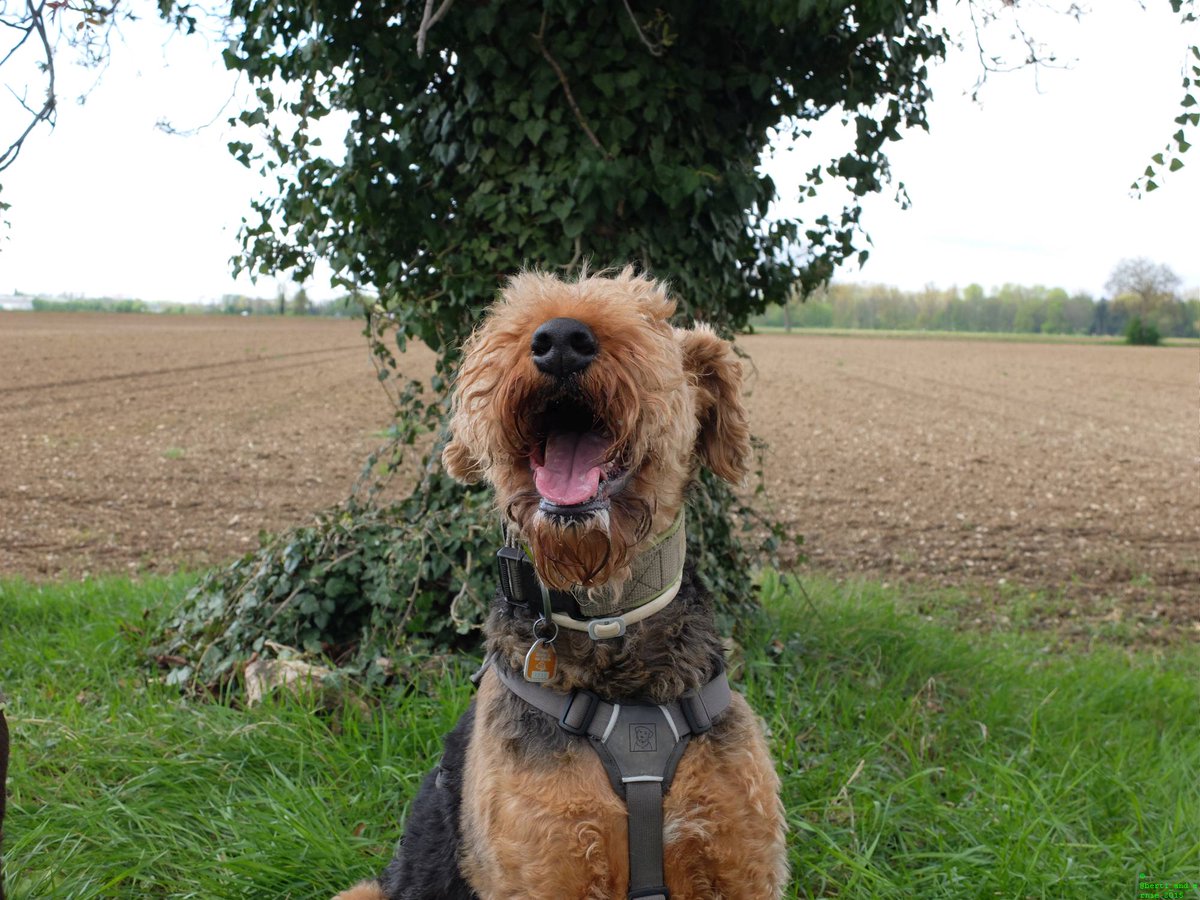 Berti_and_Ernie's tweet photo. Hello tweeps!  🎂🎈Today is Berti's 8th #birthday. #B8B 🎈🎂  Show him your #love and congratulate him by retweeting!! 😄 https://t.co/IJVB0UwhP5